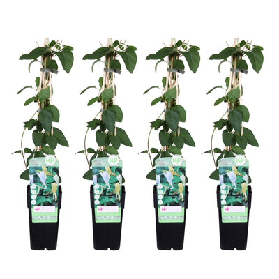 4x Geißblatt 'Halliana' - 65cm - Ø15cm Topf