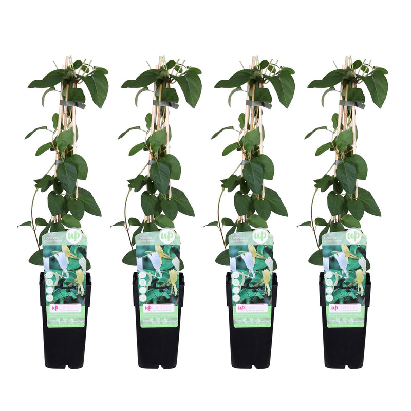 4x Geißblatt 'Halliana' - 65cm - Ø15cm Topf