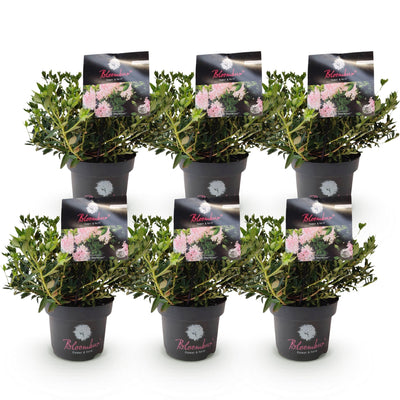 Zwerg-Rhododendron Bloombux Light Pink - 6 Pflanzen für Ihren Garten