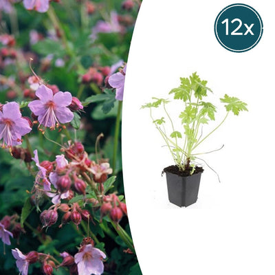 12x Storchschnabel (Geranium macrorrhizum) – 10-25cm hoch, Ø9cm Topf