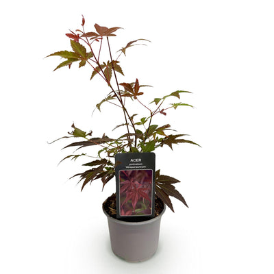 Acer palmatum Atropurpureum - Lila Zierahorn für Ihr Zuhause