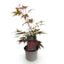 Acer palmatum Atropurpureum - Lila Zierahorn für Ihr Zuhause Bild 2