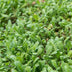 24x Leptinella Squalida Bodendecker, 10-25cm Bild 2