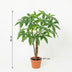 Künstliche Pachira Aquatica, Glückskastanie, 86 cm – Pflegeleicht & Tropisch Bild 2