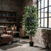Kunst Ficus Benjamina 180cm – Natürliche Deko ohne Pflege Bild 5