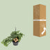 Monstera Monkey Leaf Ø14cm - Tropical Elegance for Your Home Bild 4