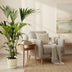 Kentia-Palme mit Elho Topf, 160 cm Bild 2
