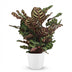 Calathea Makoyana: Exotic Peacock Plant with White Pot Bild 2