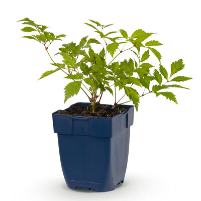 Green boutiQ - Perennials - Astilbe (J) Germany - False Spirea - Shade - White - 1 Plant - 11cm Pot - Height 15-25cm