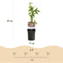 GreenboutiQ Passion Flower 'Anastasia' - Pink, easy to care for, 2 plants Bild 3
