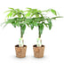 Money Tree (Pachira Aquatica) with Braided Stem, Set of 2, 60-70cm Bild 2