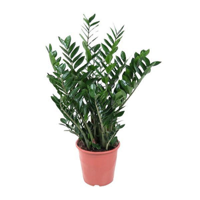 Zamioculcas Pflanze - 90cm, Ø21-24cm
