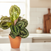 Calathea Medallion Ø17cm - ↕40 - 50cm Bild 4