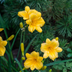 12x Taglilie 'Stella de Oro' - 10-25cm Höhe, 9cm Topf Bild 6