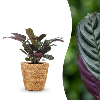 Green boutiQ - Ctenanthe Burle Marxii - Herringbone Prayer Plant - 1 Plant - with Seagrass Basket - Pot 12cm - Height 30cm