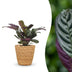 Green boutiQ - Ctenanthe Burle Marxii - Fischgräten-Gebetspflanze - 1 Pflanze - mit Seegras Korb - Topf 12cm - Höhe 30cm Bild 1