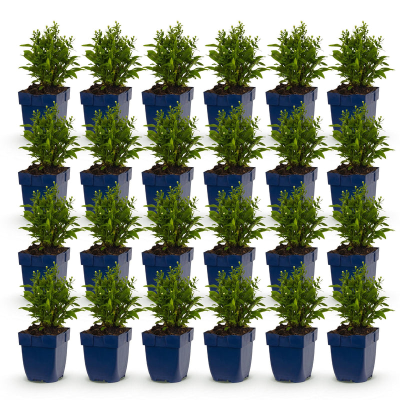 Green boutiQ - Perennial - Aster (D) Schneekissen - Sea Aster - Bee and Butterfly Attractors - White - 24 Plants - Pot 11cm - Height 15-25cm