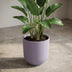 Elho Jazz Rund Topf Lavendel Flieder D23cm H21cm - Moderner Hingucker Bild 5