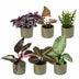 6x Baby Pflanzen Überraschungsbox Tropisch, Ø6cm, 5-15cm H Bild 2