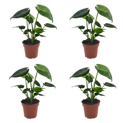 Green boutiQ - Monstera Deliciosa - Fensterblatt - 4 Pflanzen - Topf 12cm - Höhe - 30cm
