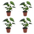 Green boutiQ - Monstera Deliciosa - Fensterblatt - 4 Pflanzen - Topf 12cm - Höhe - 30cm Bild 2