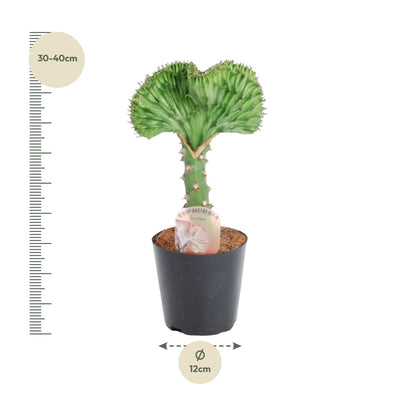 Euphorbia lactea Cristata 'Korallen-Kaktus' - 35 cm - ø12 cm Topf