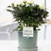 Rosa White Kunstblume im P&PURE Keramiktopf von Lauren Ceramics Bild 2