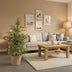 Ficus Benjamina Twilight im Korb, 95cm hoch Bild 4