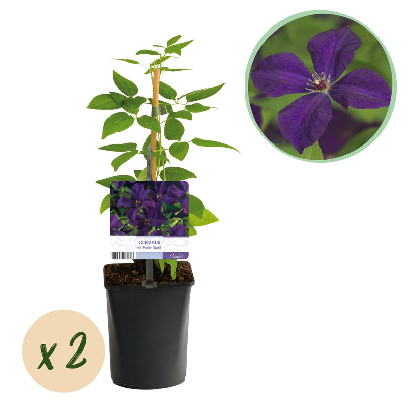 Clematis 'Polish Spirit' - 2 Kletterpflanzen, rosa Blüte, pflegeleicht