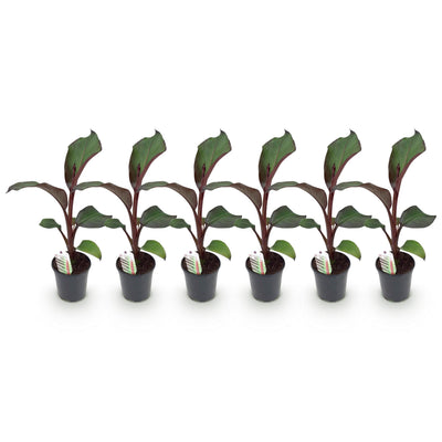 GreenboutiQ Bananenpflanze Ensete ventricosum Maurelli, 6er-Pack
