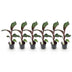 GreenboutiQ Bananenpflanze Ensete ventricosum Maurelli, 6er-Pack Bild 2