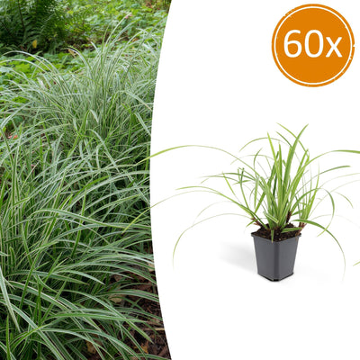 Carex morrowii 'Ice Dance' Groundcover - 60x, 10-25cm