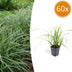 Carex morrowii 'Ice Dance' Bodendecker - 60x, 10-25cm Bild 1