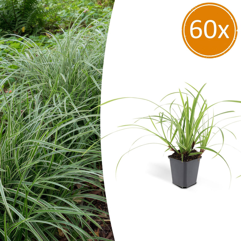 Carex morrowii 'Ice Dance' Bodendecker - 60x, 10-25cm
