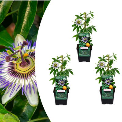 3x Passiflora caerulea (Passionsblume) - P9 Topf - Exotische Kletterpflanze