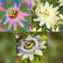 GreenboutiQ Passionsblume Tricolour - 3 Pflanzen im 11cm Topf Bild 4