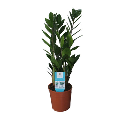 ZZ-Pflanze Zamioculcas Zamiifolia: Ø14cm, 55cm hoch