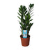 ZZ-Pflanze Zamioculcas Zamiifolia: Ø14cm, 55cm hoch Bild 2