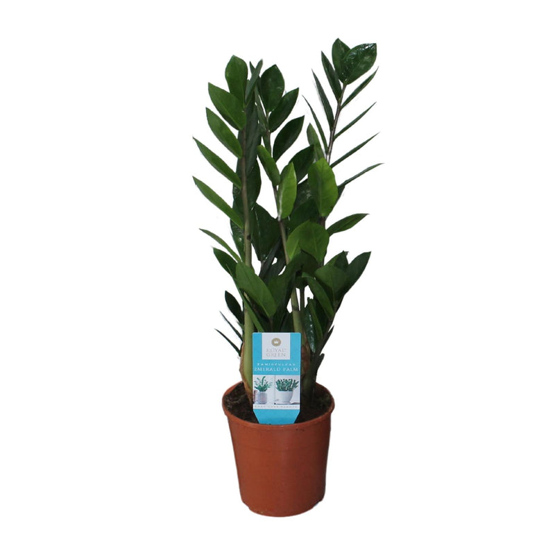 ZZ Plant Zamioculcas Zamiifolia: Ø14cm, 55cm high