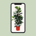 Ficus Cyathistipula Houseplant, 105cm height, Ø21cm pot Bild 5