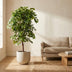 Künstlicher Ficus Deluxe Rankenbaum 140cm Bild 5