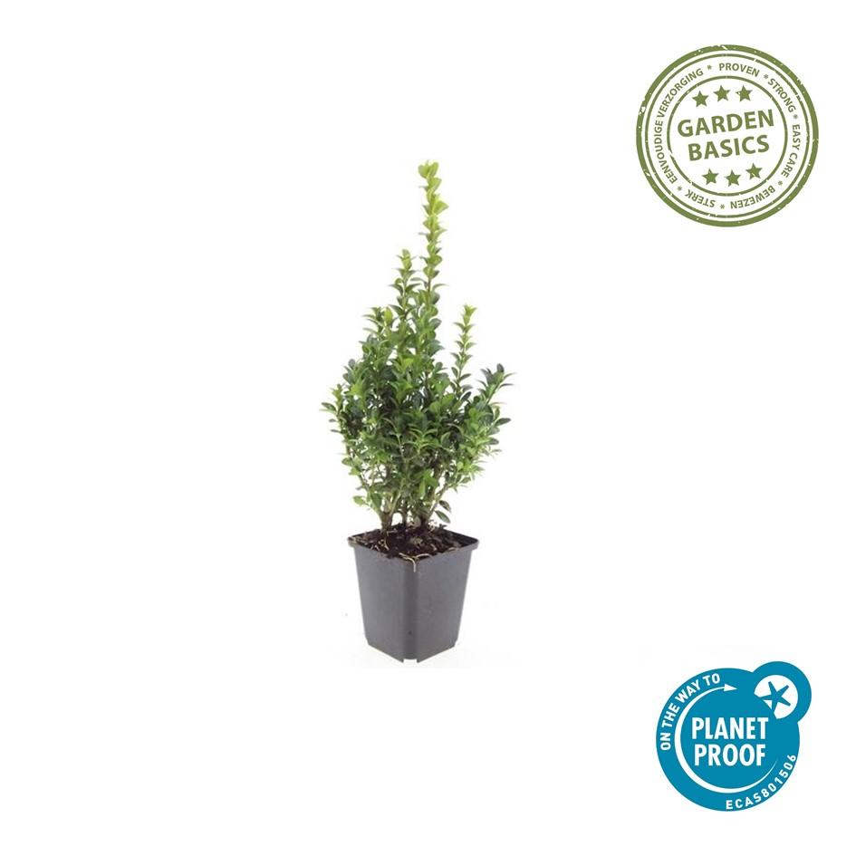 12x Buchsbaum (Buxus Sempervirens) 10-25cm im Ø9cm Topf