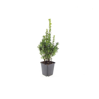 12x Buchsbaum (Buxus Sempervirens) 10-25cm im Ø9cm Topf