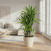 Dracaena Fragrans Lemon Lime (Ø24cm, ↕100cm) – Exotische Schönheit für Ihr Zuhause Bild 3