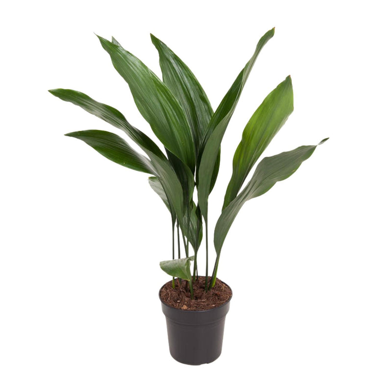 Aspidistra Elatior 'Die Bar' - 70cm Plant in 17cm Pot