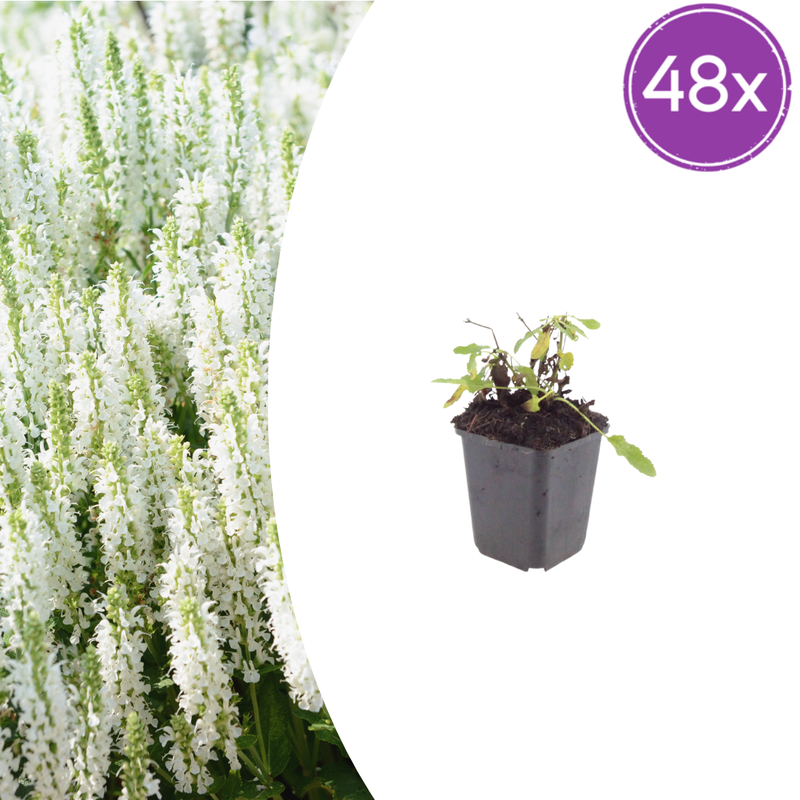 48x Salvia 'Schneehügel' - Perennial, 10-25cm, Ø9cm Pot
