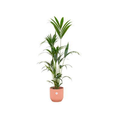Kentia-Palme inklusive elho Vibes Fold Round rosa - 160 cm - Ø30