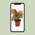 Syngonium Neon (Arrowhead Plant) - Ø12cm - H approx. 25cm Bild 5