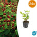 24x Hypericum inodorum 'Beauty' - ↕10-25cm - Ø9cm Bild 1