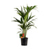 Howea Forsteriana Kentia Palme - Ø19cm Topf, 100cm hoch Bild 1